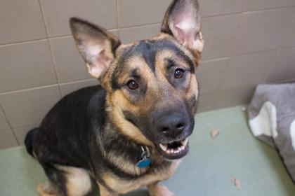 Marnie, Adoptable, Adult Female German Shepherd Dog & Mixed Breed.