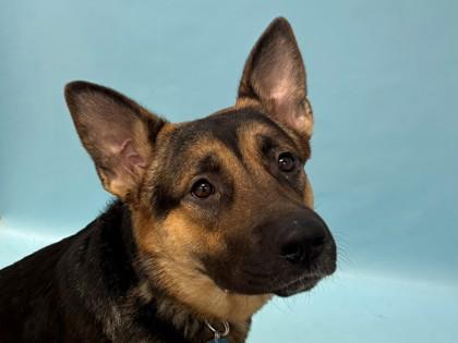 Enlarge Marnie, a Adoptable mixed breed in Woodbury, MN image 2/2