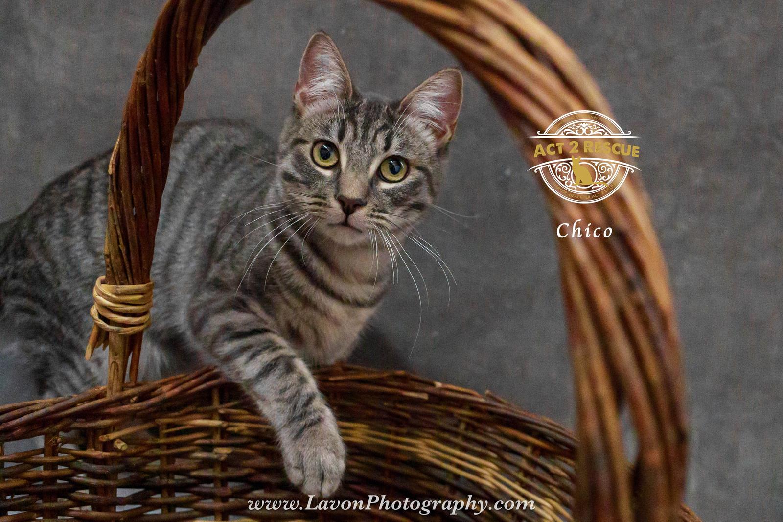 Chico, Adoptable, Kitten Male Domestic Short Hair.