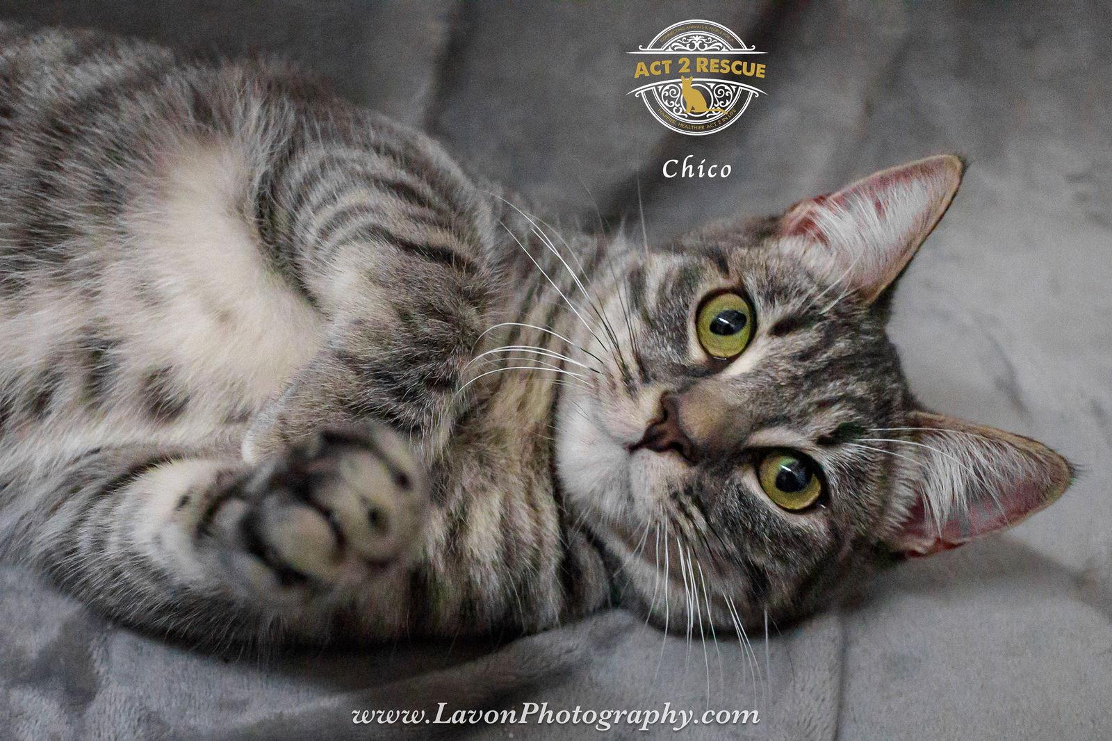 Enlarge Chico, a Adoptable Domestic Short Hair in Riverside, CA image 2/3