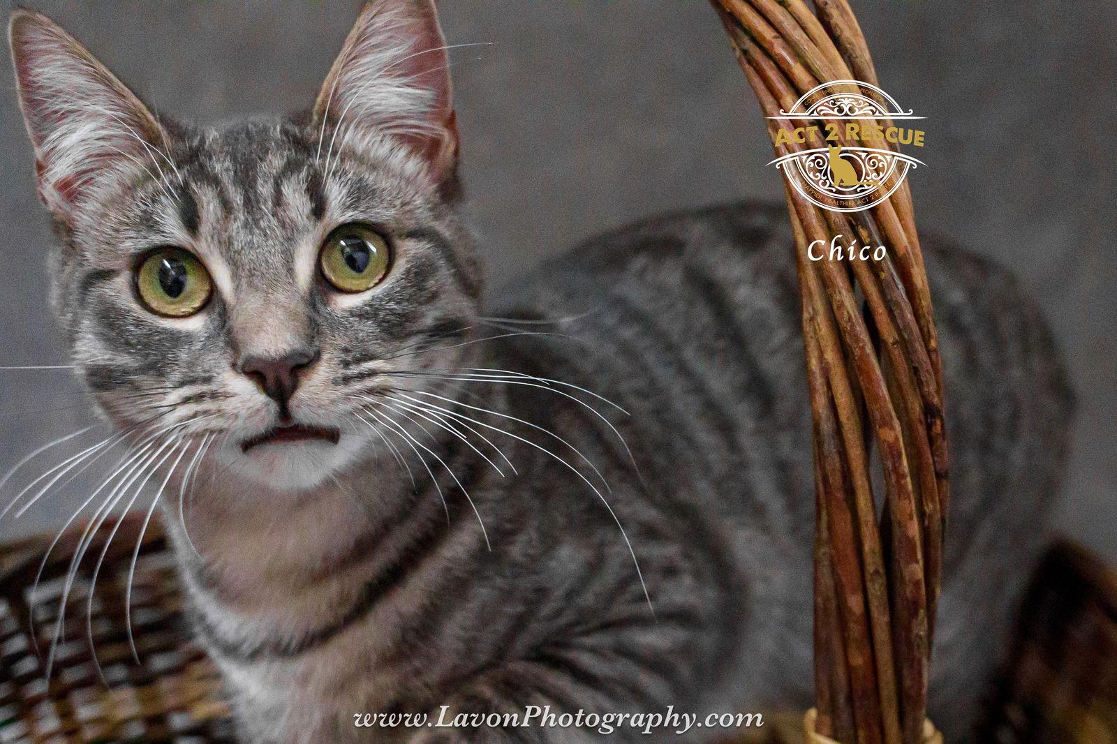 Enlarge Chico, a Adoptable Domestic Short Hair in Riverside, CA image 3/3