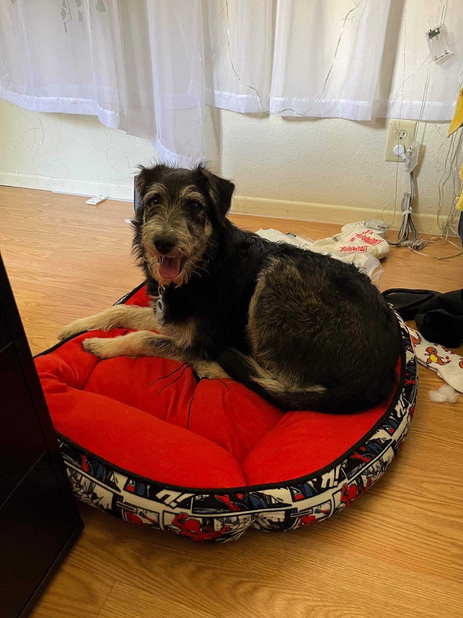 Johnny Boy, Adoptable, Young Male Schnauzer & Tibetan Terrier.