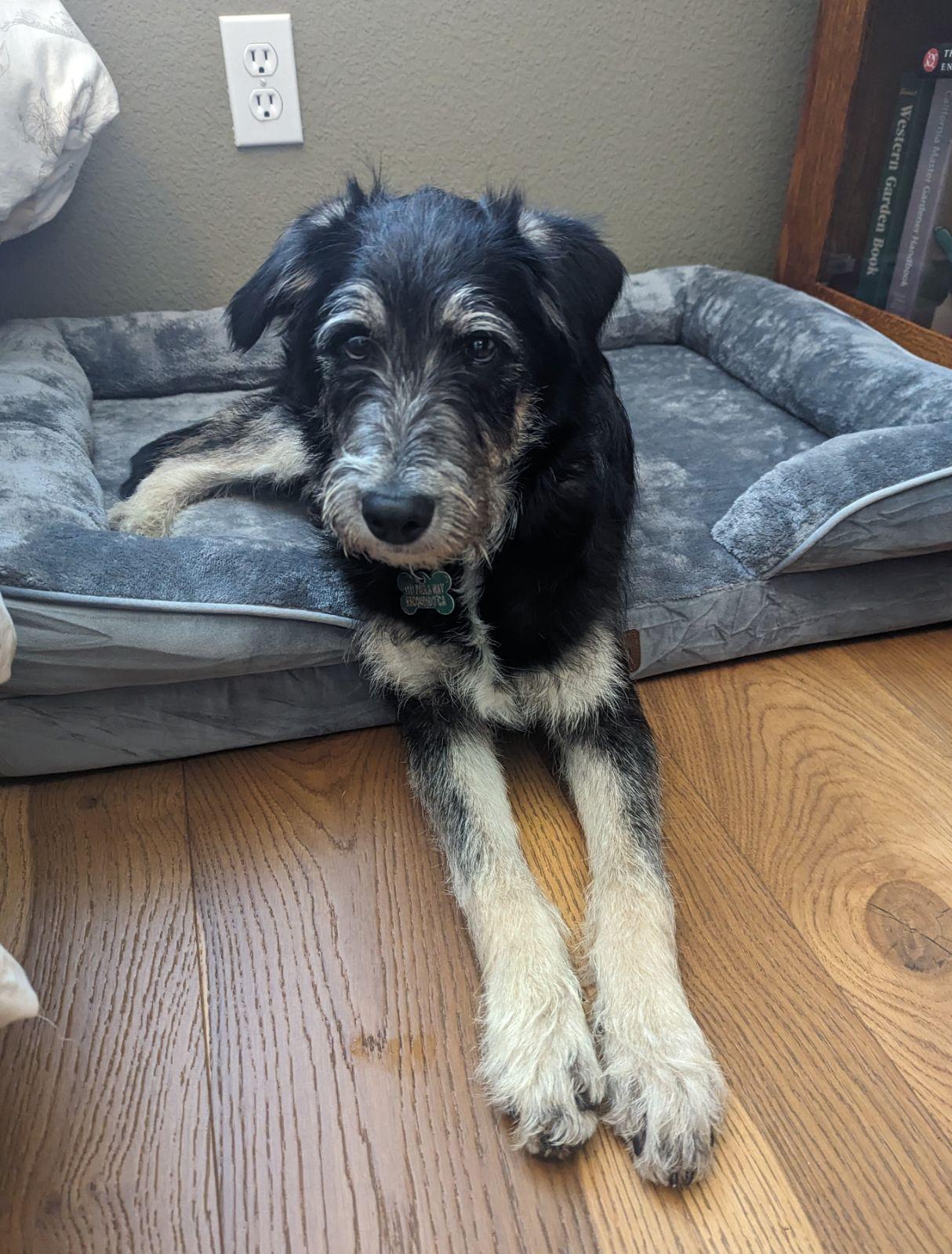 Johnny Boy, a Adoptable mixed breed in Escondido, CA image 2/3