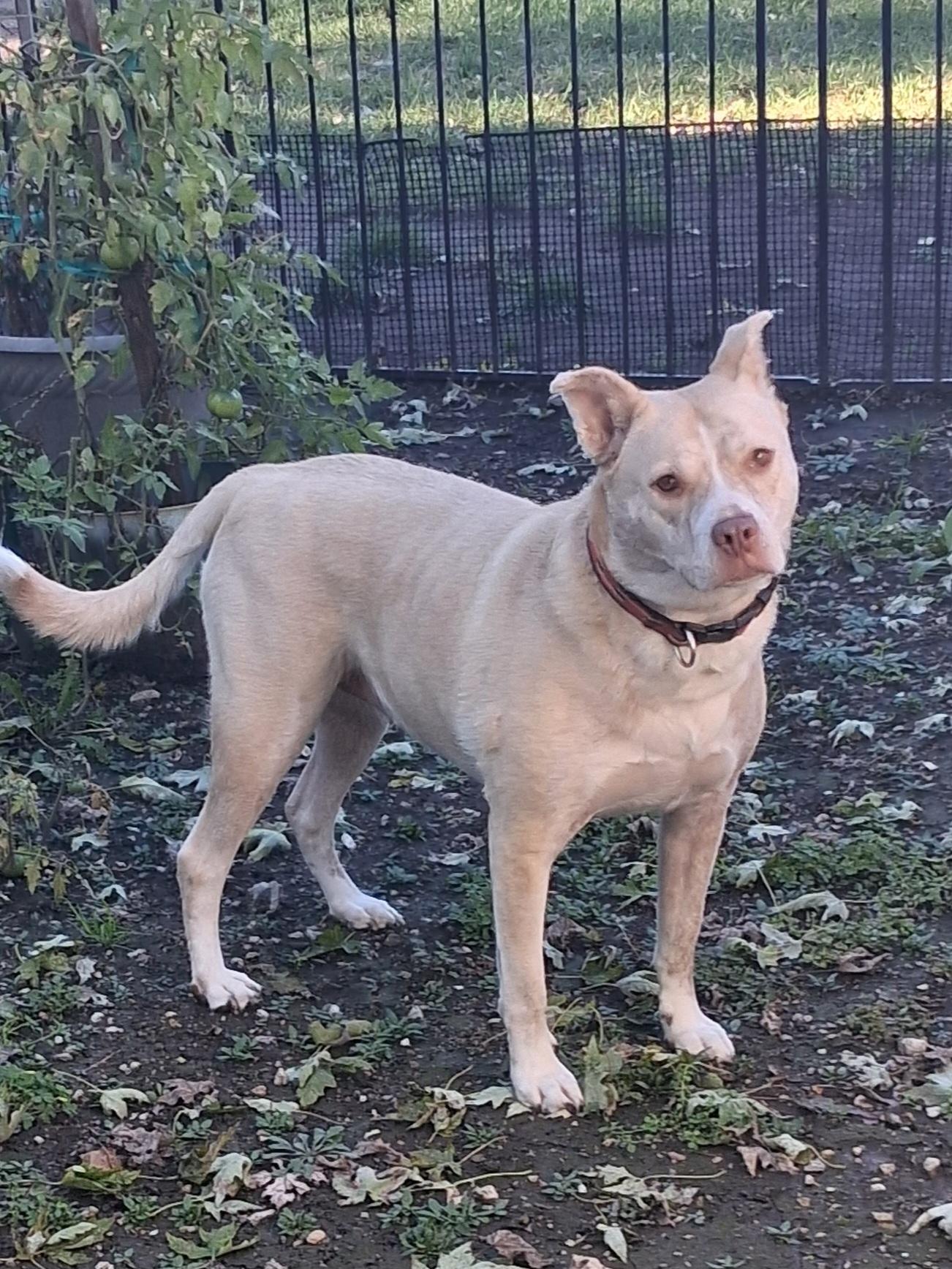 Lady Bug, Adoptable, Adult Female Husky & Pit Bull Terrier.