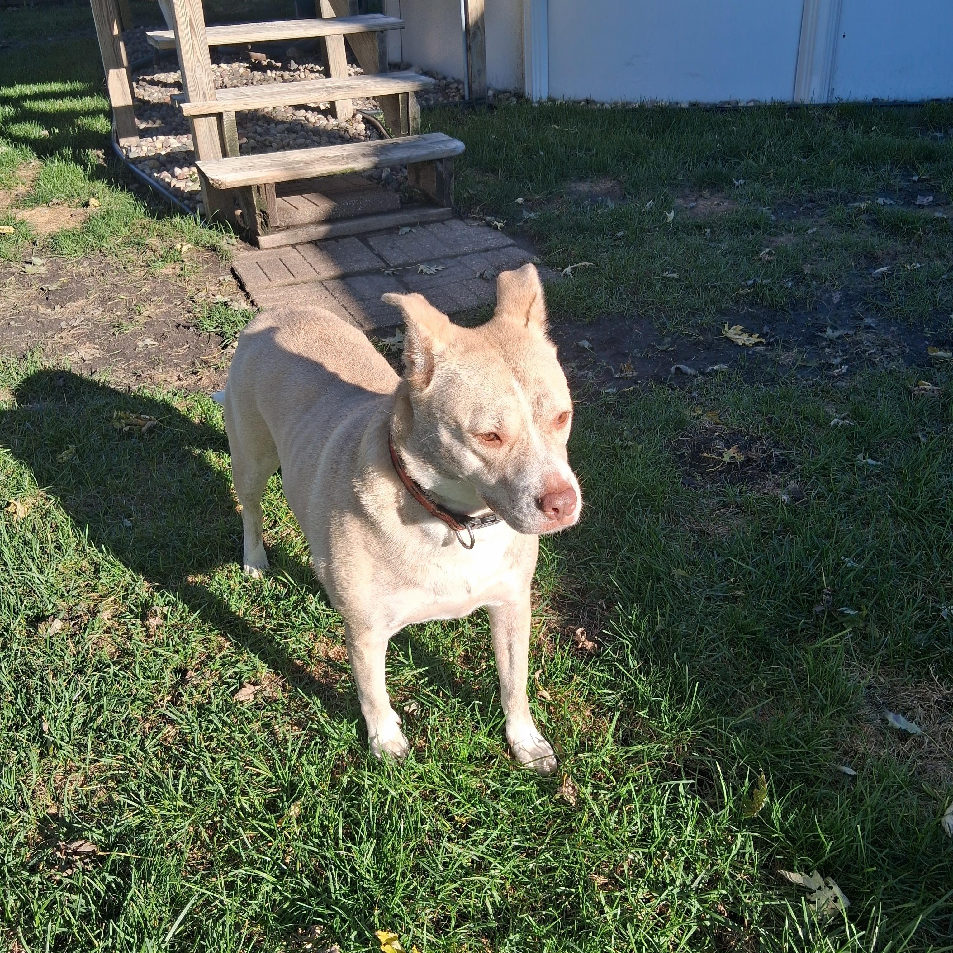 Enlarge Lady Bug, a Adoptable mixed breed in Naperville, IL image 3/3
