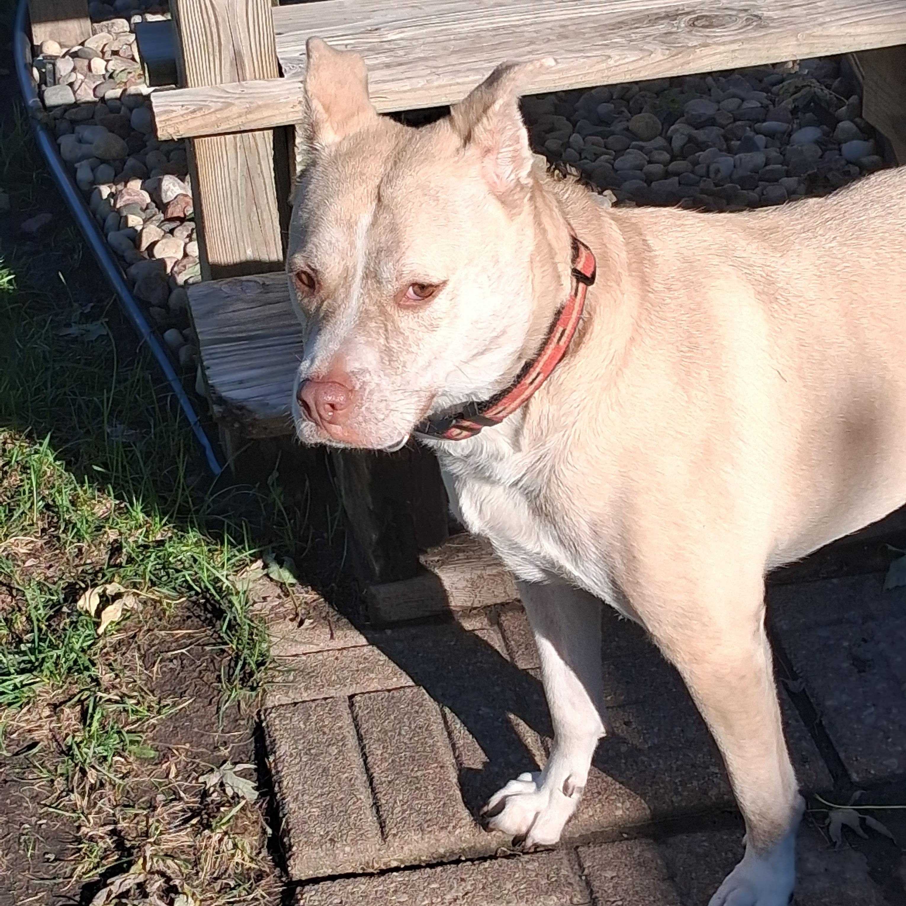 Enlarge Lady Bug, a Adoptable mixed breed in Naperville, IL image 2/3