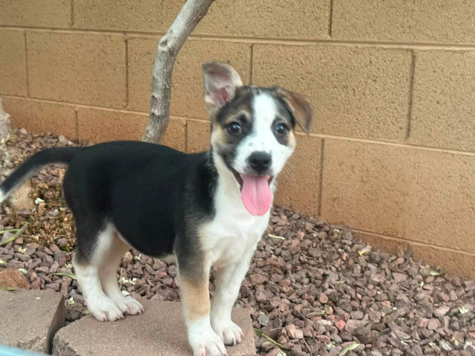 Kaya, Adoptable, Puppy Female Jack Russell Terrier & Terrier.