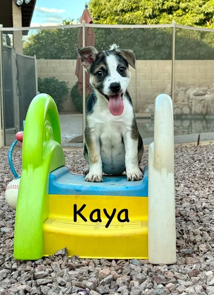 Kaya, a Adoptable mixed breed in Phoenix, AZ image 2/3