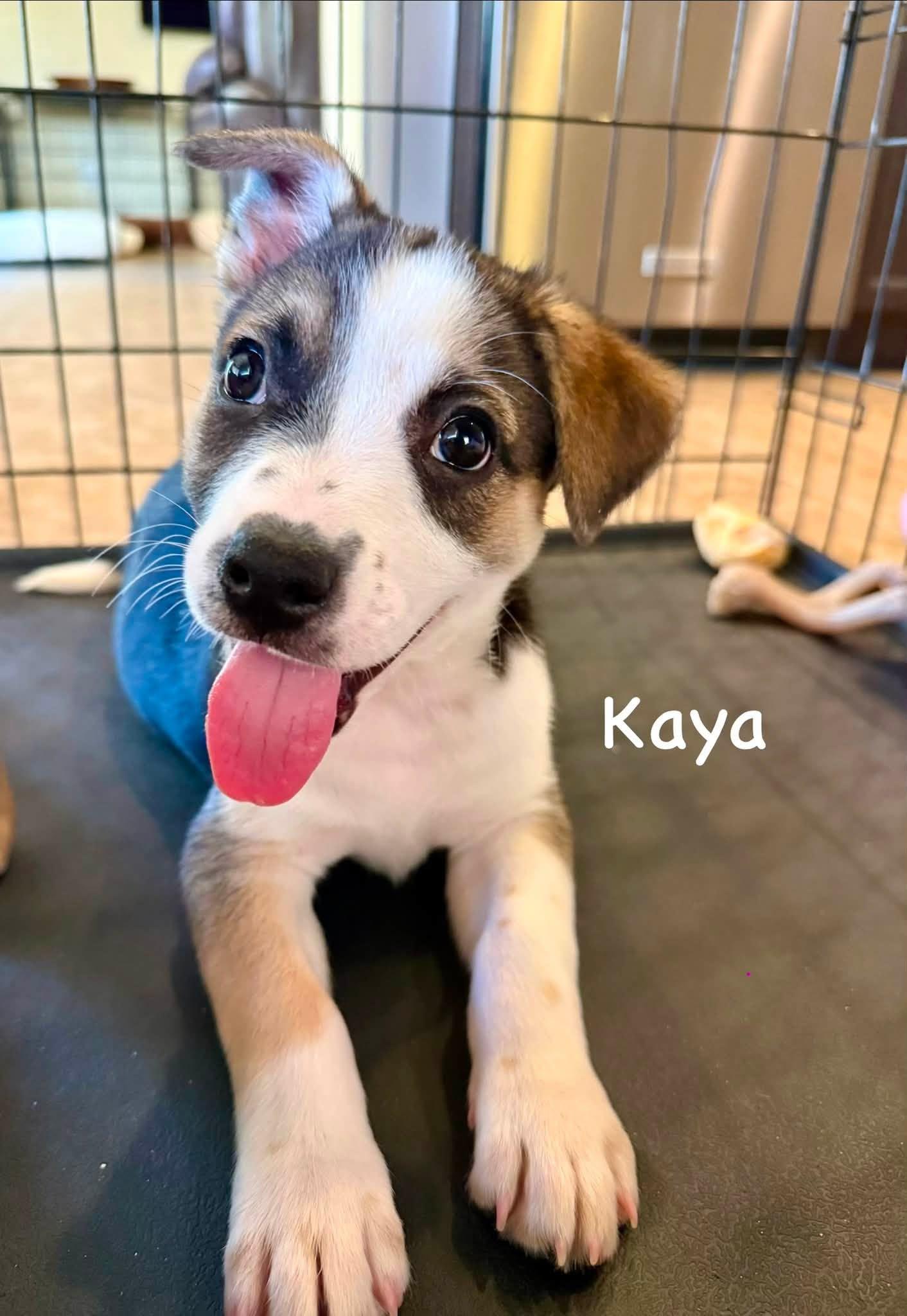 Kaya, a Adoptable mixed breed in Phoenix, AZ image 3/3