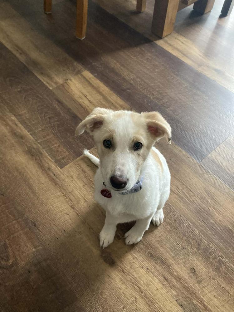 Piper (White/tan puppy), Adoptable, Puppy Female German Shepherd Dog.