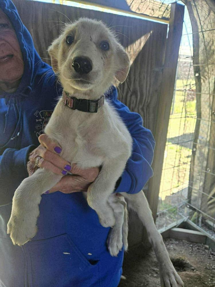Enlarge Piper (White/tan puppy), a Adoptable mixed breed in Suamico, WI image 2/2