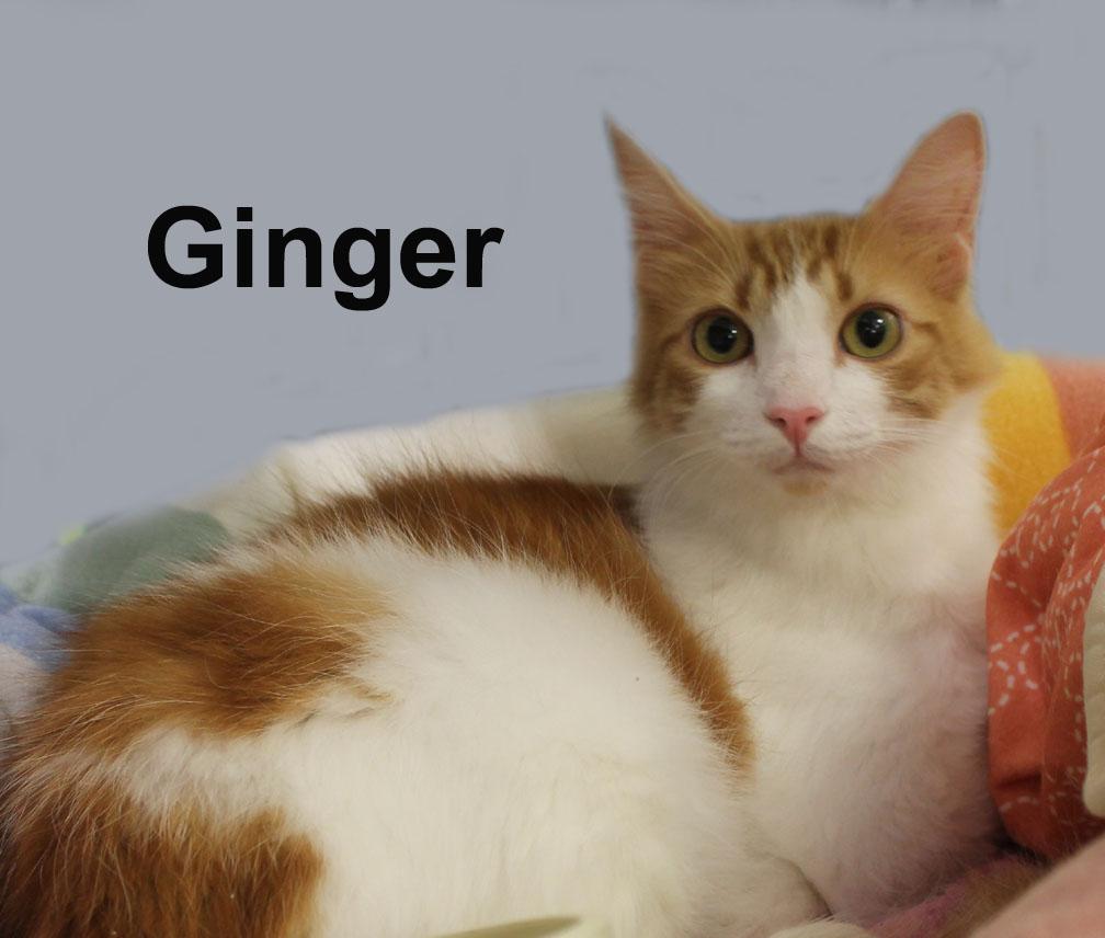 Ginger Newm. (adoption pending), adopted, Adult Female Domestic Short Hair & Tabby.