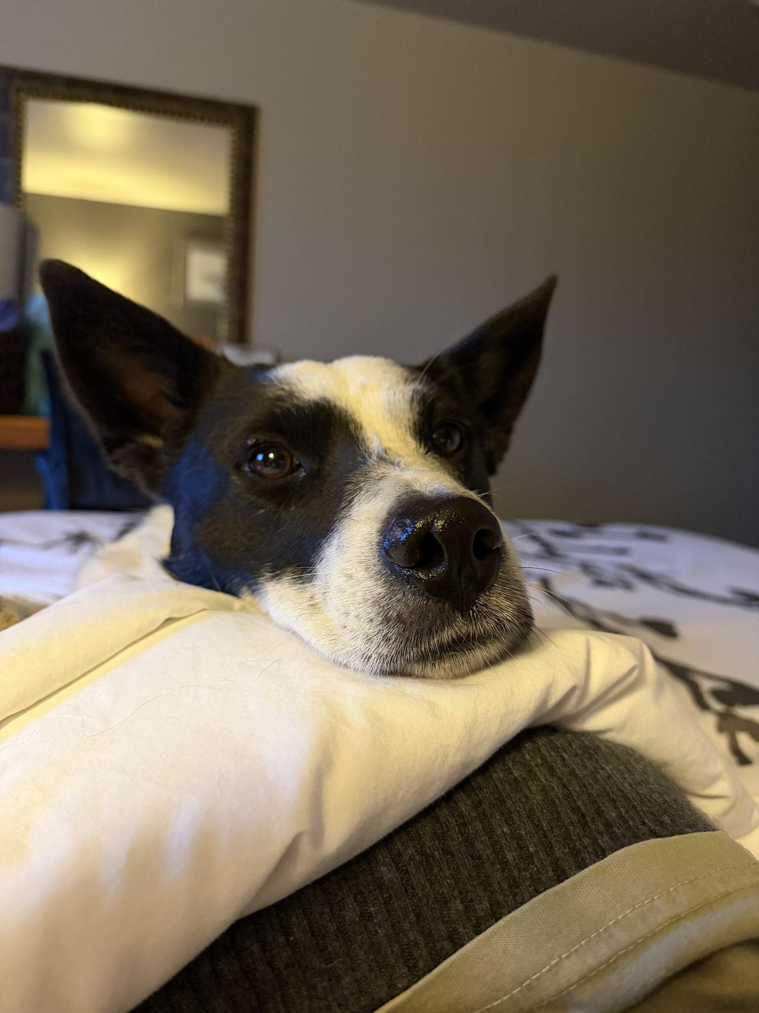 Spot , Adoptable, Young Male Mixed Breed.