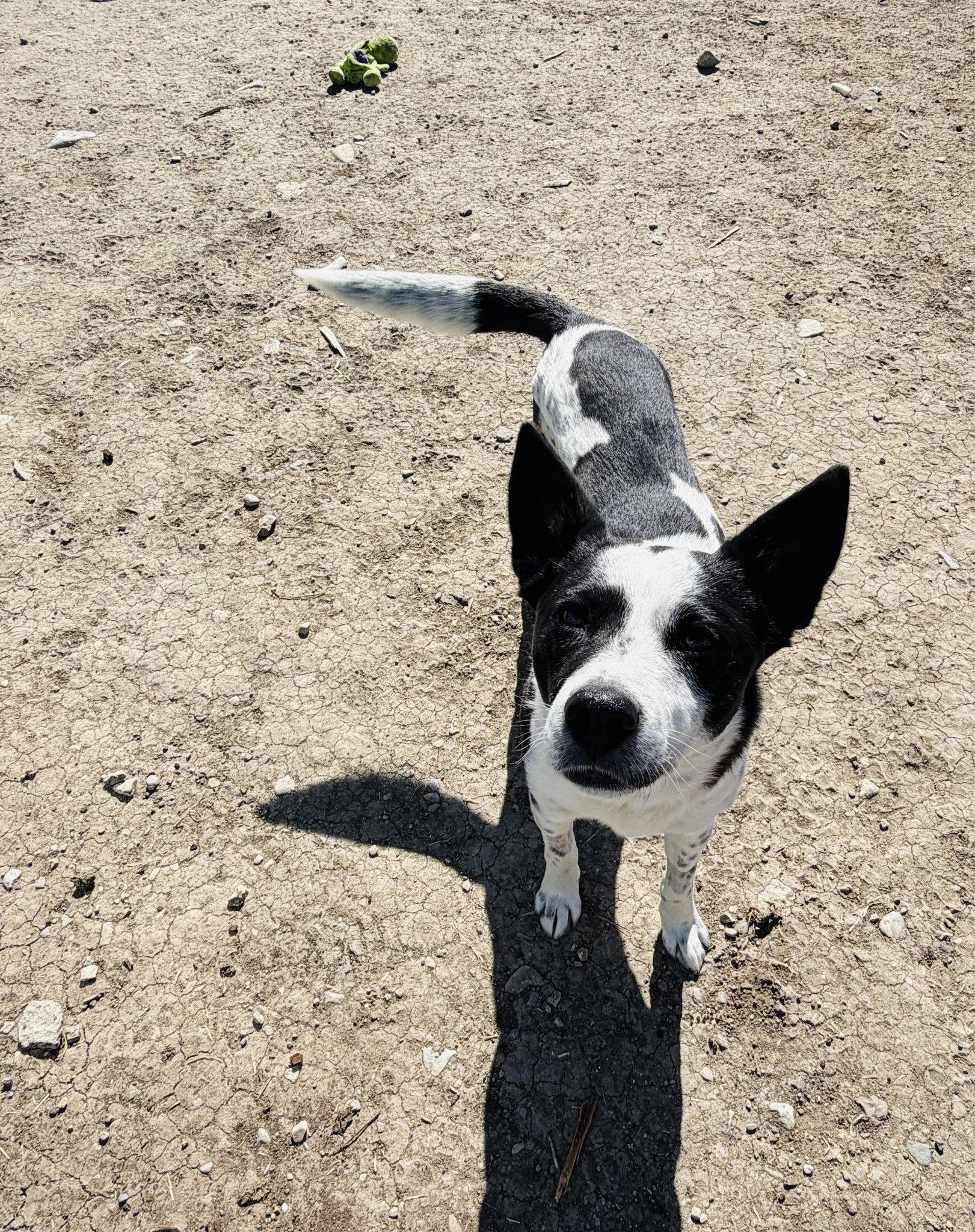 Enlarge Spot , a Adoptable Mixed Breed in Wilsall, MT image 2/2