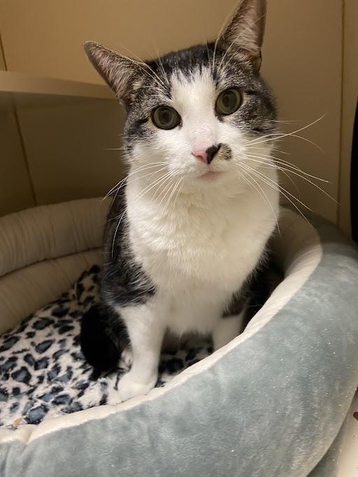 Enlarge Cookie, an adopted Domestic Short Hair in Germantown, TN image 1/1