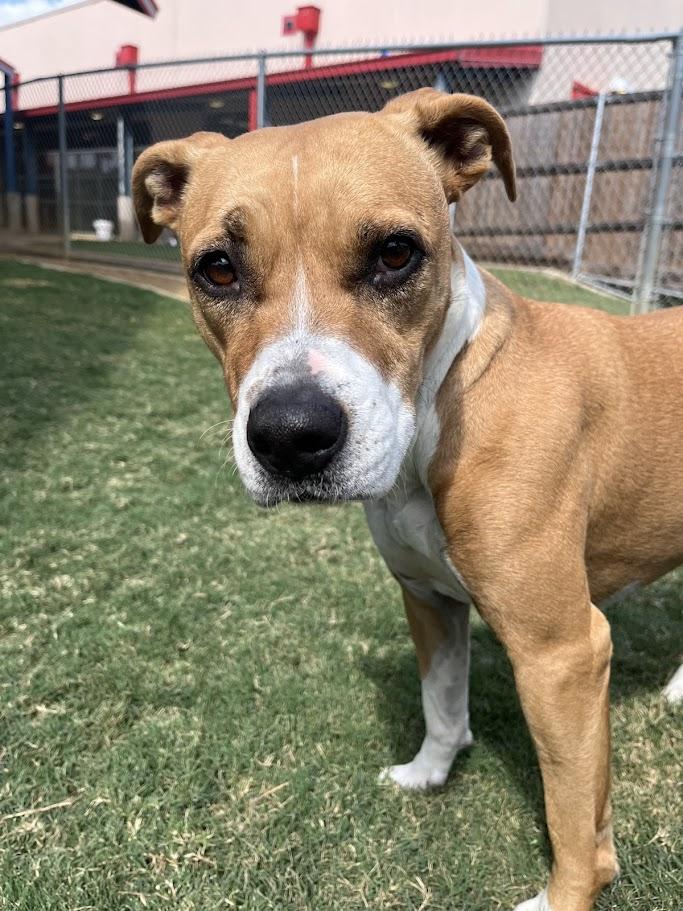 Lola* A213015, Adoptable, Adult Female Boxer.