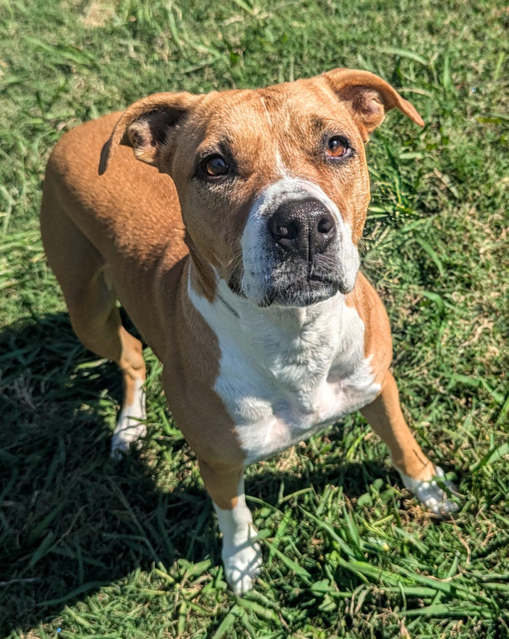 Enlarge Lola* A213015, a Adoptable mixed breed in Plano, TX image 3/6