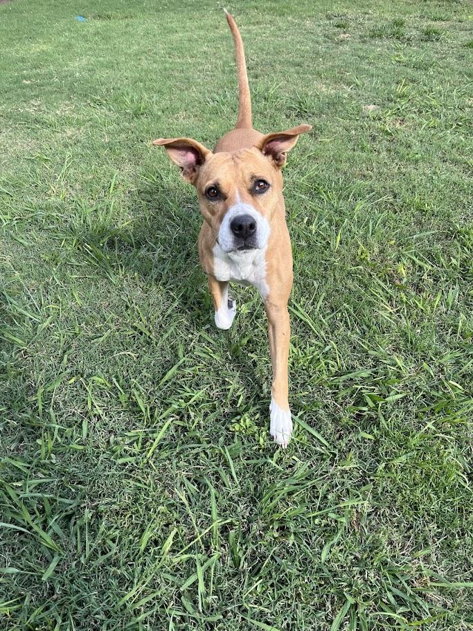 Enlarge Lola* A213015, a Adoptable mixed breed in Plano, TX image 1/6