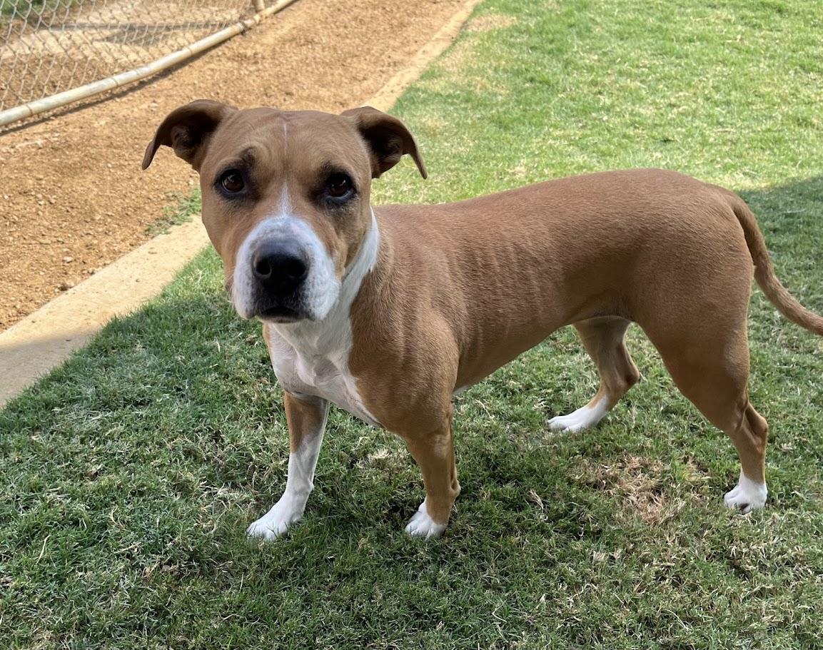 Enlarge Lola* A213015, a Adoptable mixed breed in Plano, TX image 4/6