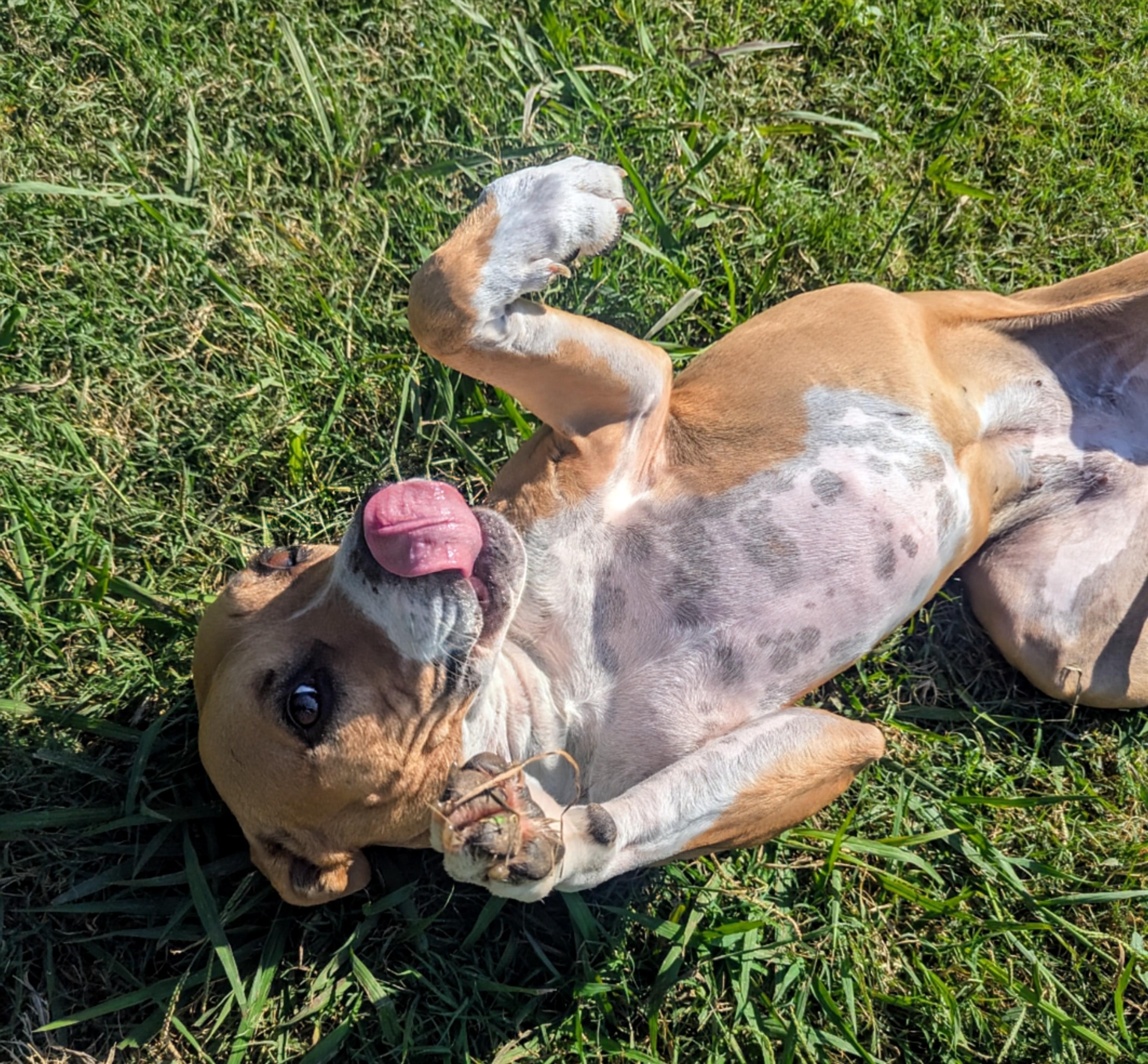 Enlarge Lola* A213015, a Adoptable mixed breed in Plano, TX image 5/6