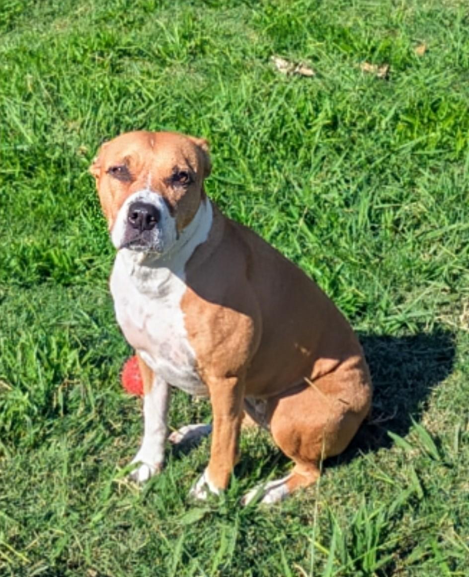 Enlarge Lola* A213015, a Adoptable mixed breed in Plano, TX image 6/6