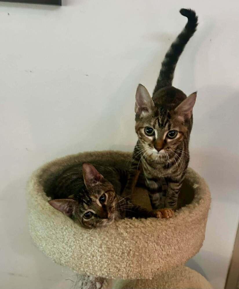 Enlarge Mollie, a Adoptable Domestic Short Hair in Scott, LA image 1/2