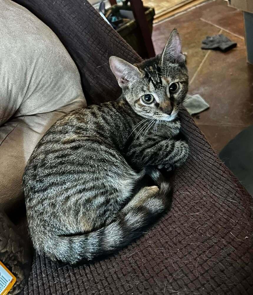 Enlarge Mollie, a Adoptable Domestic Short Hair in Scott, LA image 2/2