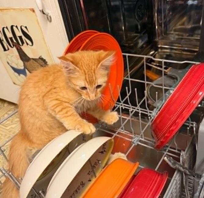 Enlarge Diego, an adopted Tabby in Waxahachie, TX image 2/2