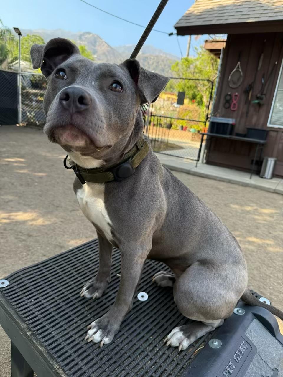 Enlarge Sia, a Adoptable mixed breed in Huntington Beach, CA image 4/4