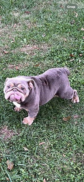 Enlarge Itsy, a Adoptable American Bulldog in Chambersburg, PA image 3/3