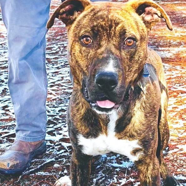 Enlarge Kris, handsome brindle boy, very sweet, smart, playful, affectionate !!!, a ADOPTABLE mixed breed in Virginia Beach, VA image 5/6