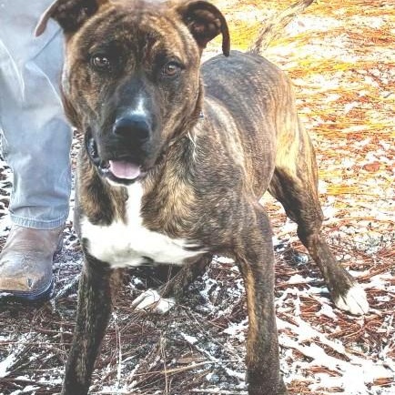 Enlarge Kris, handsome brindle boy, very sweet, smart, playful, affectionate !!!, a ADOPTABLE mixed breed in Virginia Beach, VA image 2/6