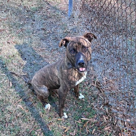Enlarge Kris, handsome brindle boy, very sweet, smart, playful, affectionate !!!, a ADOPTABLE mixed breed in Virginia Beach, VA image 3/6