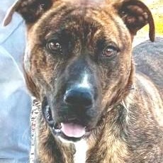 Kris, handsome brindle boy, very sweet, smart, playful, affectionate !!!, ADOPTABLE, Young Male American Staffordshire Terrier & Pit Bull Terrier.
