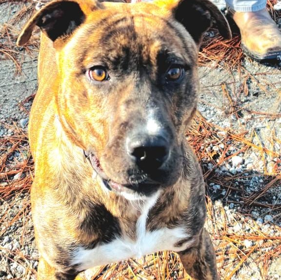 Enlarge Kris, handsome brindle boy, very sweet, smart, playful, affectionate !!!, a ADOPTABLE mixed breed in Virginia Beach, VA image 6/6