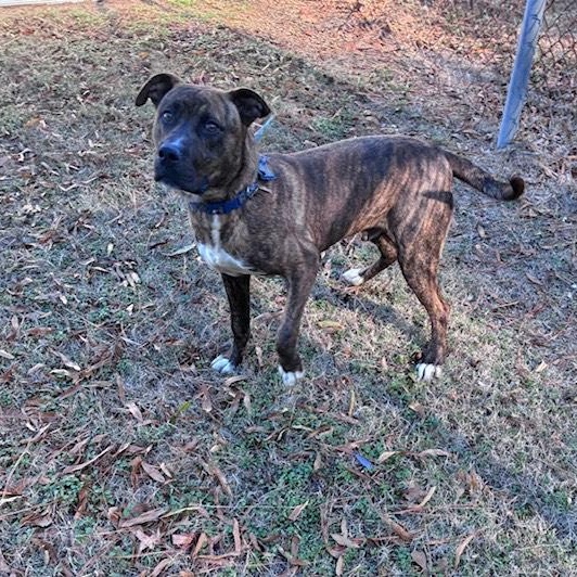 Enlarge Kris, handsome brindle boy, very sweet, smart, playful, affectionate !!!, a ADOPTABLE mixed breed in Virginia Beach, VA image 4/6