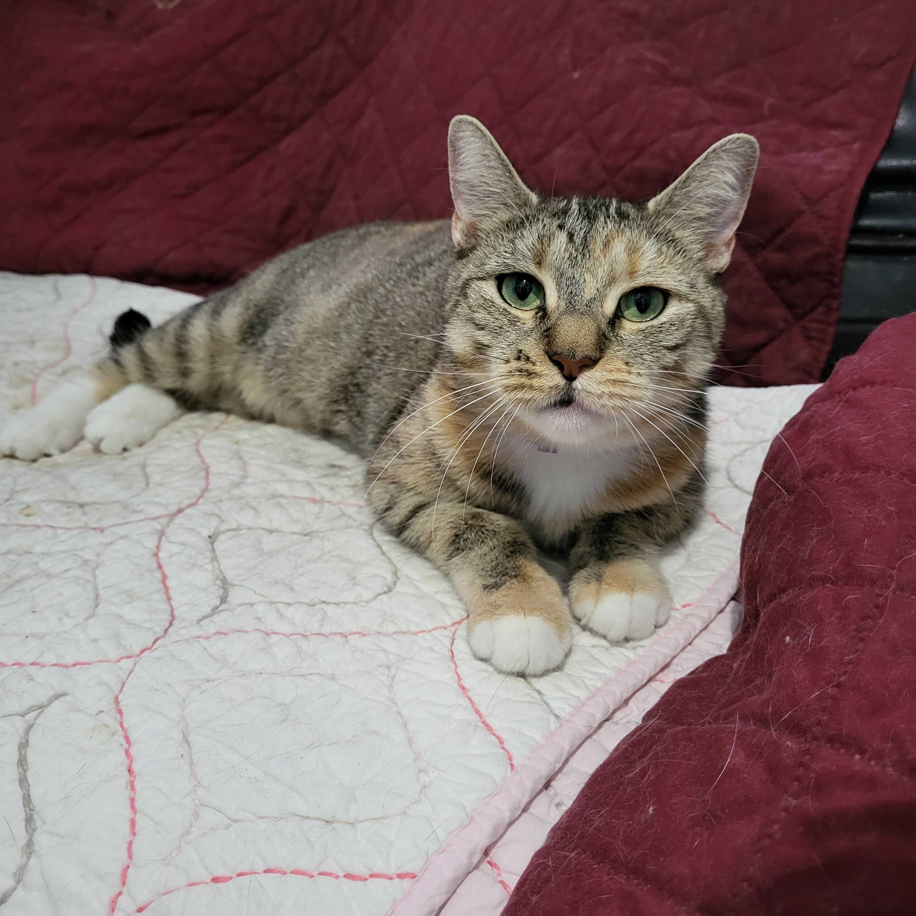 Alice, Adoptable, Adult Female Domestic Short Hair.