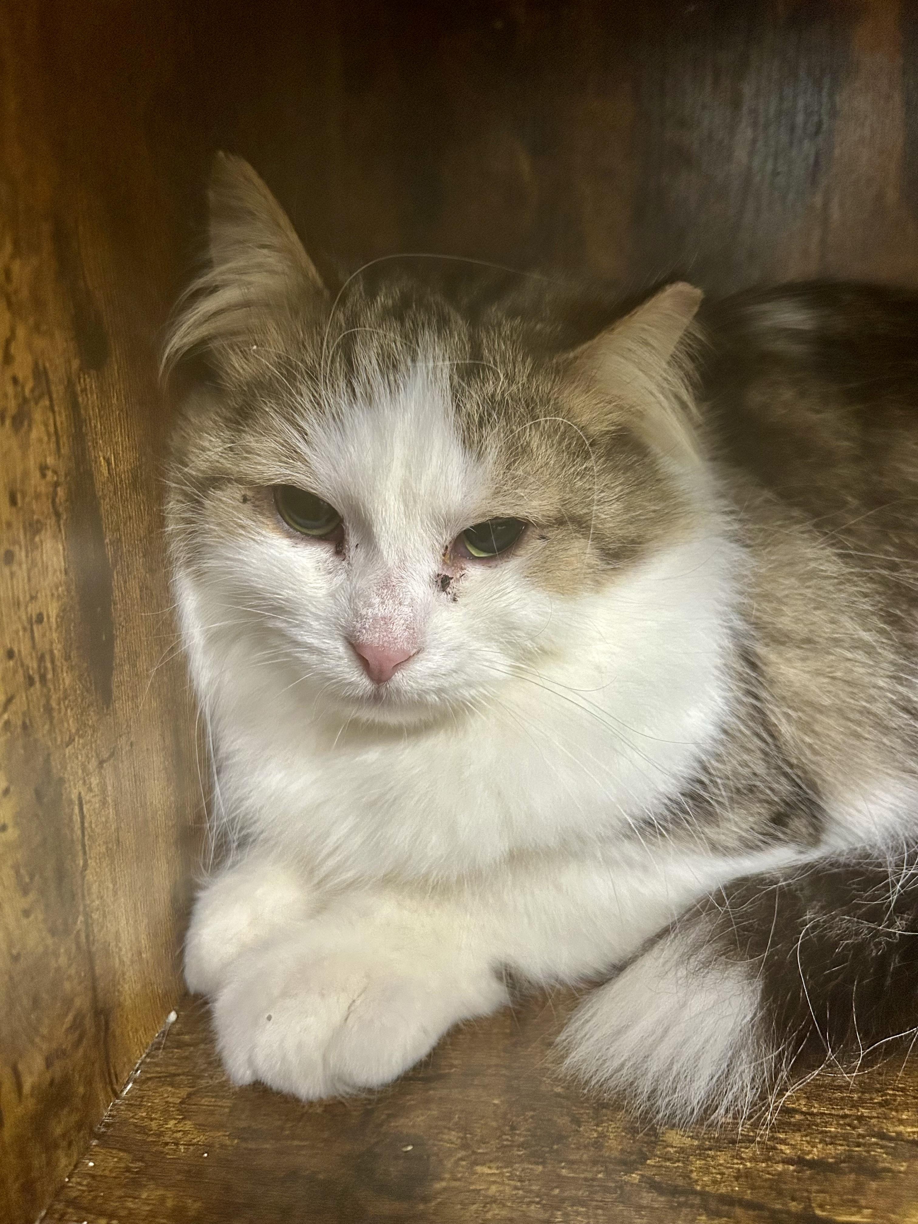 Enlarge Garth, a ADOPTABLE Tabby in Grand Rapids, MI image 3/6