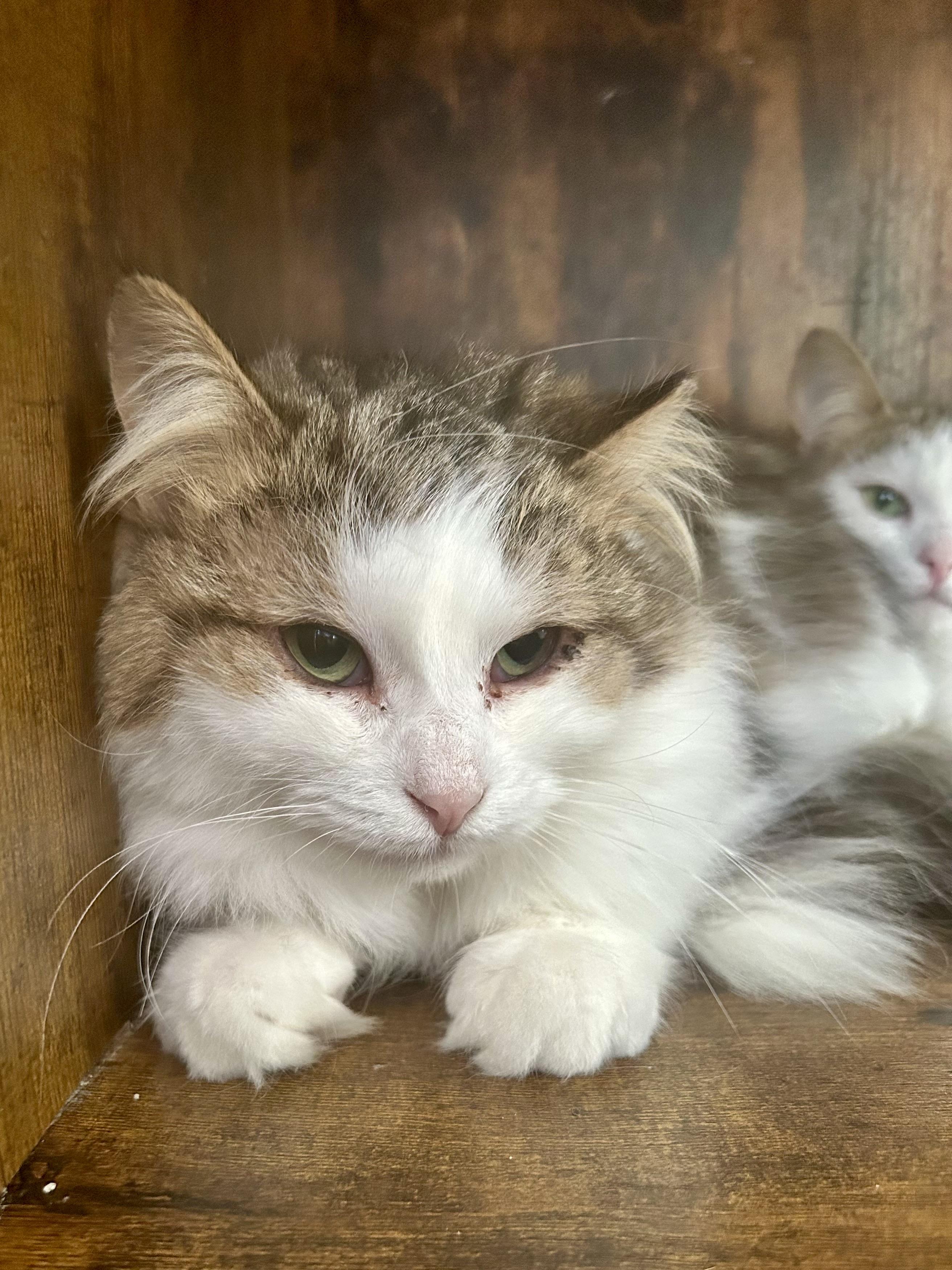 Enlarge Garth, a ADOPTABLE Tabby in Grand Rapids, MI image 2/6