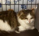 Enlarge Garth, a ADOPTABLE Tabby in Grand Rapids, MI image 5/6