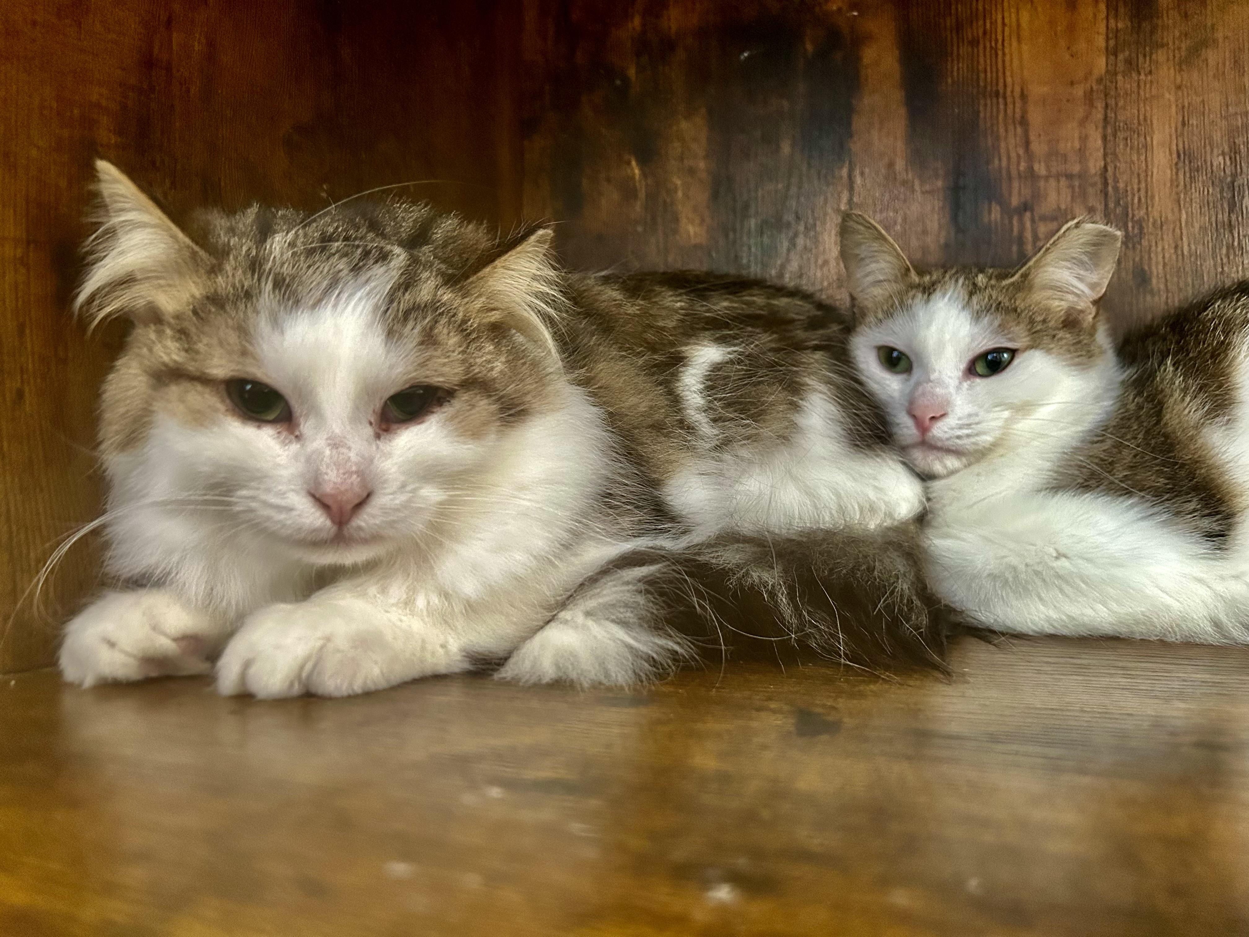 Enlarge Garth, a ADOPTABLE Tabby in Grand Rapids, MI image 6/6