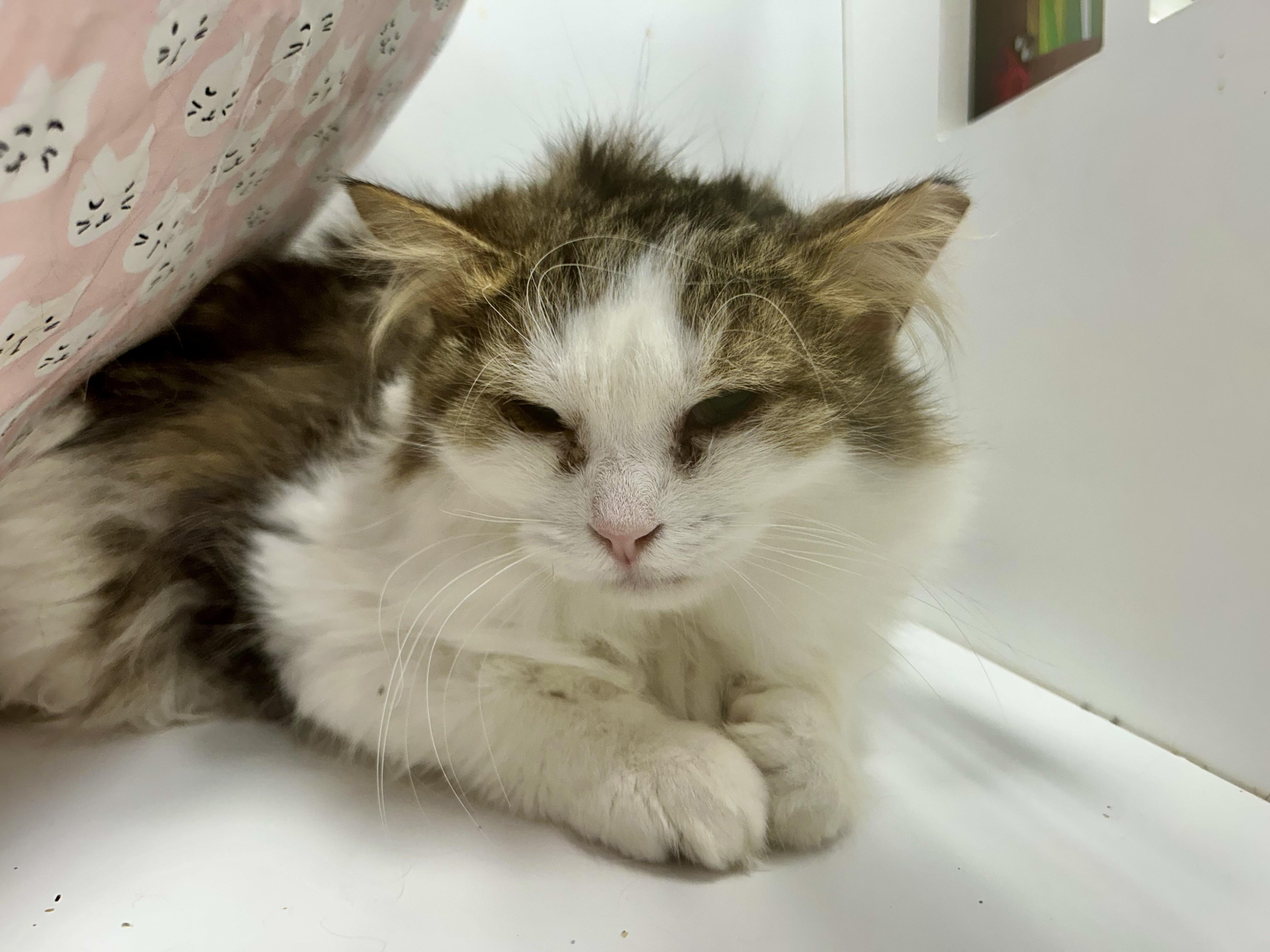 Enlarge Garth, a ADOPTABLE Tabby in Grand Rapids, MI image 6/6