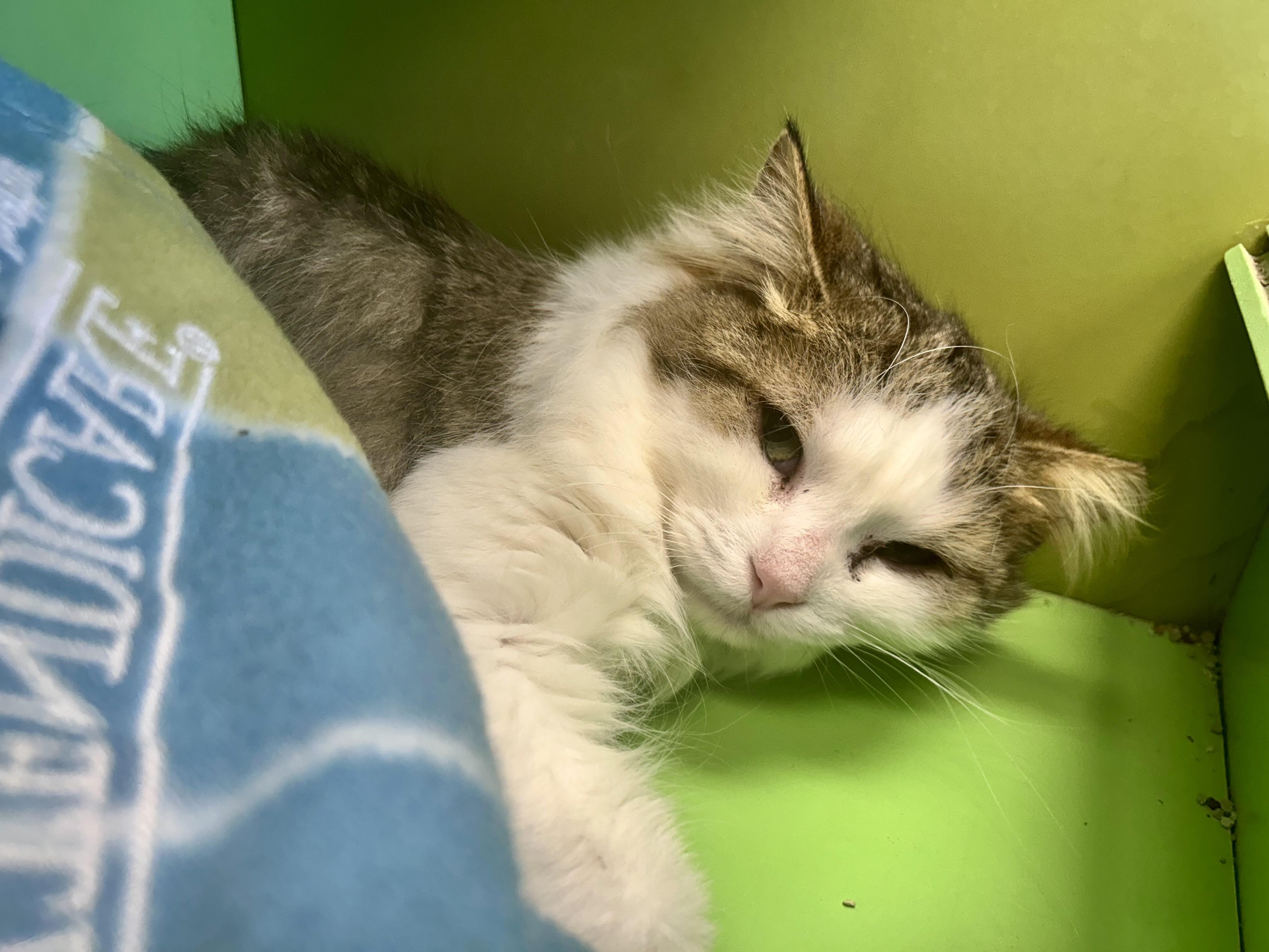 Enlarge Garth, a ADOPTABLE Tabby in Grand Rapids, MI image 4/6