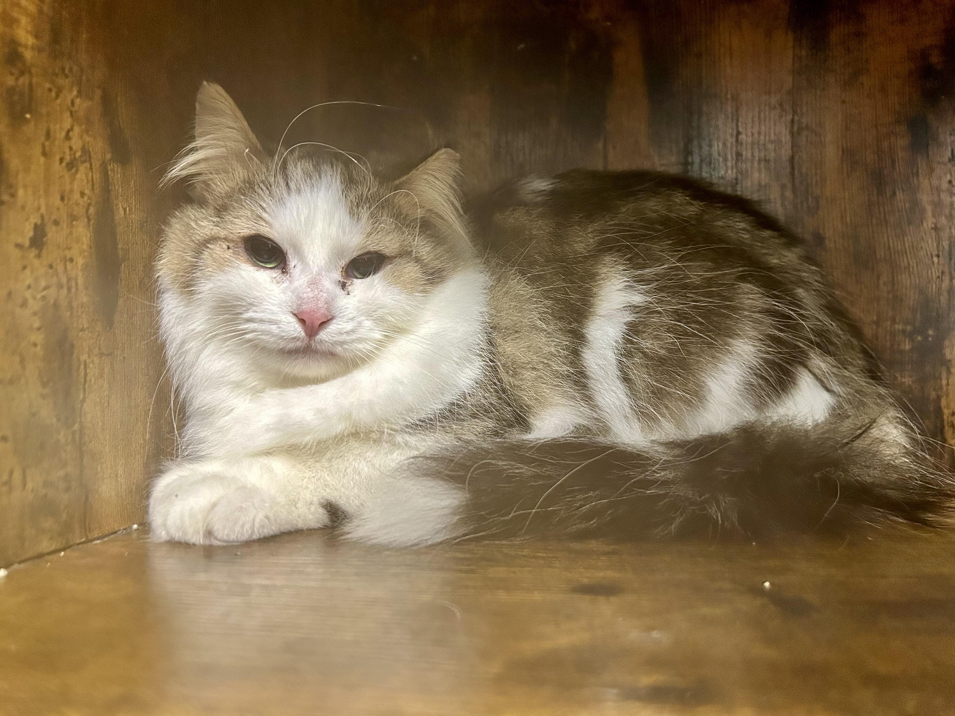 Garth, ADOPTABLE, Young Male Tabby.