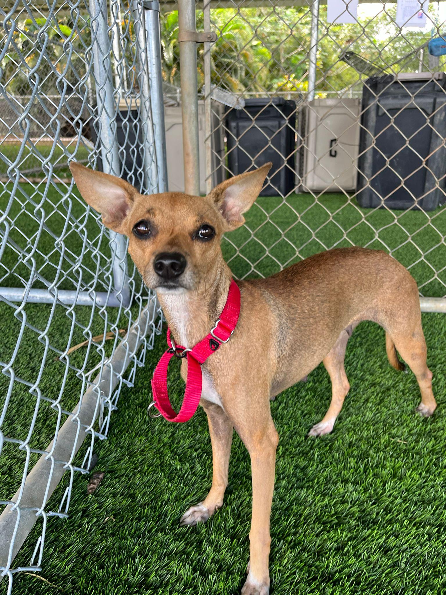 Enlarge Jade, a Adoptable mixed breed in Brooklyn, NY image 2/4