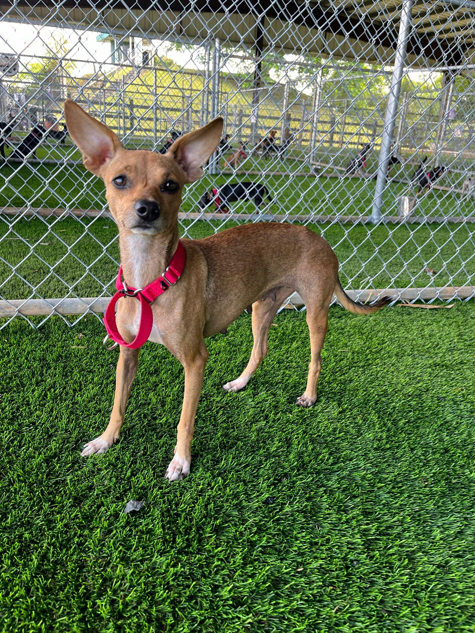 Enlarge Jade, a Adoptable mixed breed in Brooklyn, NY image 4/4