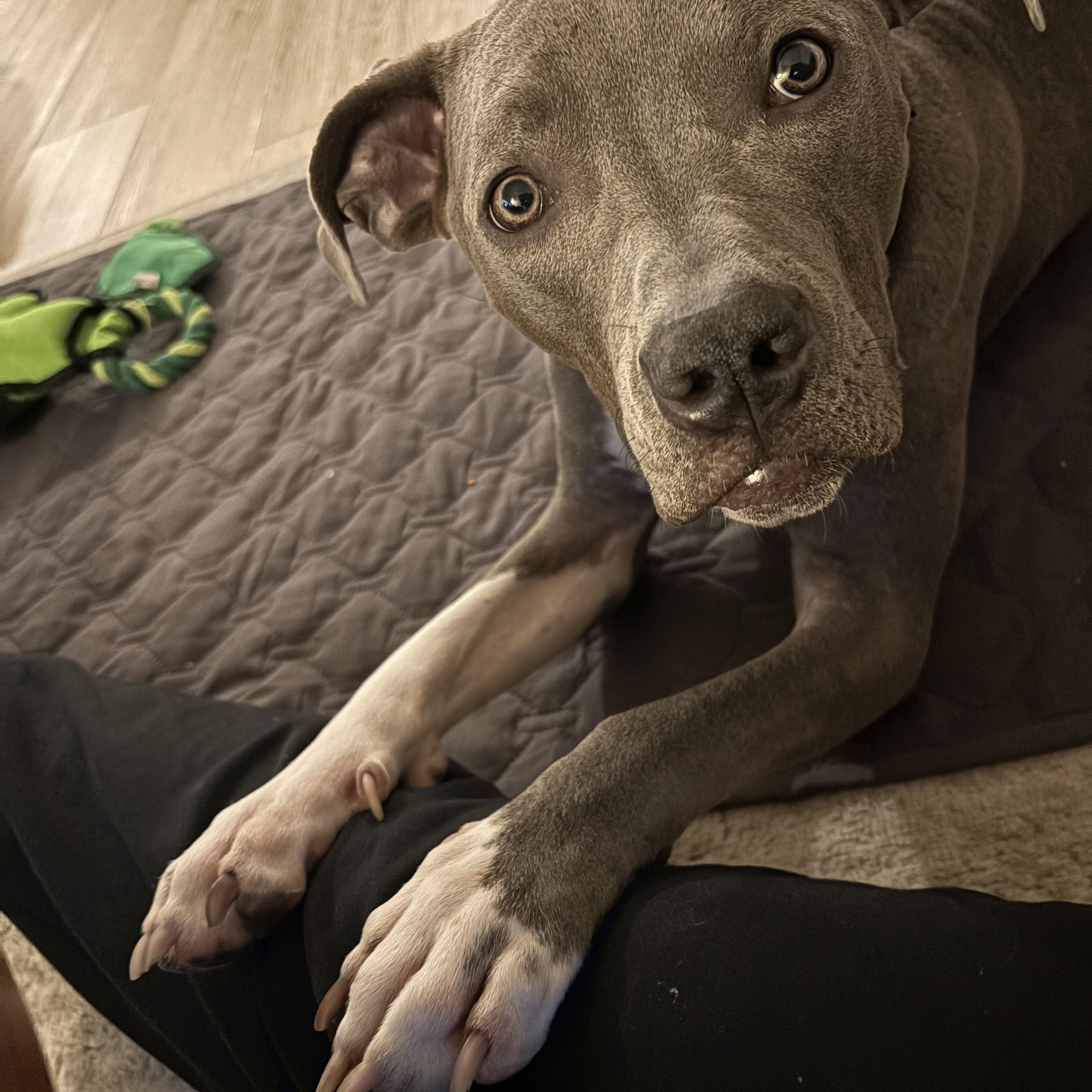 Lil Baby, a ADOPTABLE mixed breed in Jersey City, NJ image 4/6