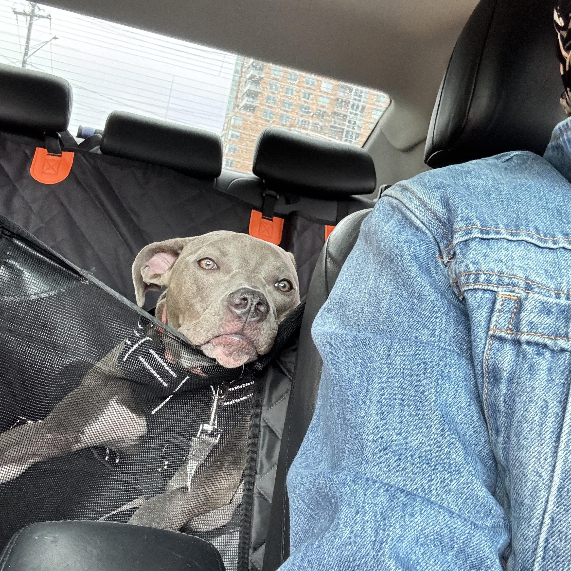 Lil Baby, a ADOPTABLE mixed breed in Jersey City, NJ image 5/6