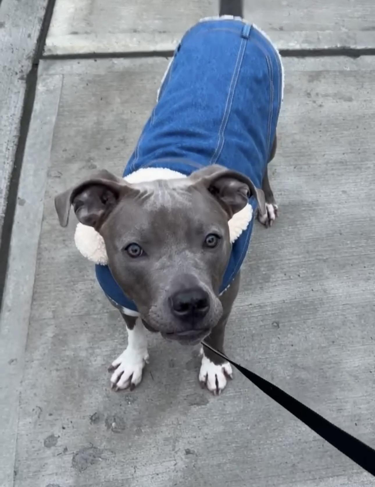 Lil Baby, ADOPTABLE, Young Female Mixed Breed.