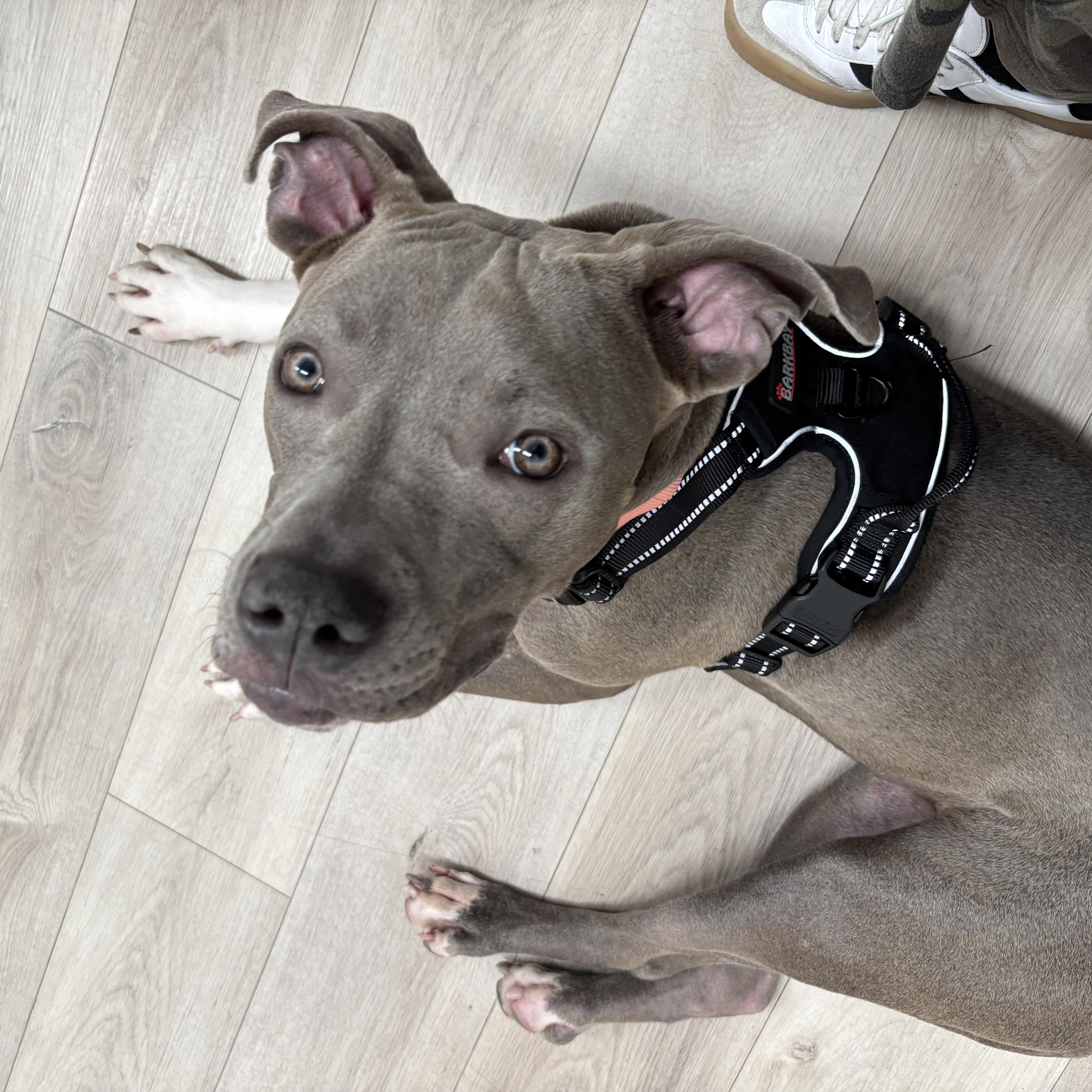 Lil Baby, a ADOPTABLE mixed breed in Jersey City, NJ image 3/6